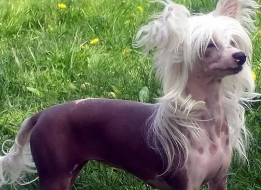 冠毛犬寿命平均多少年