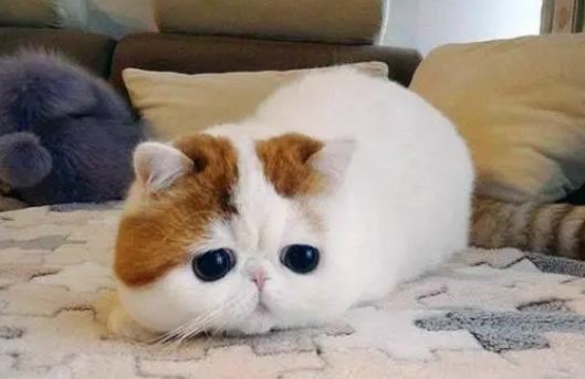 加菲猫是弱智猫吗
