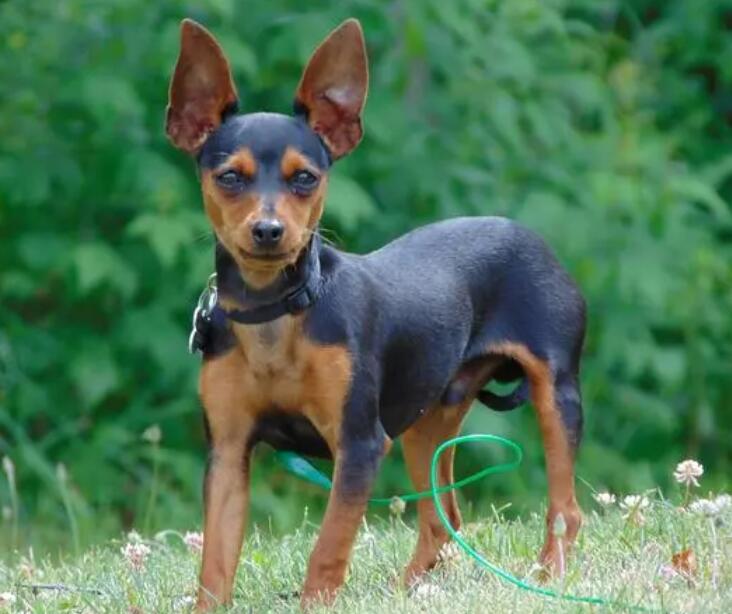 小鹿犬好养吗？需谨慎考虑！