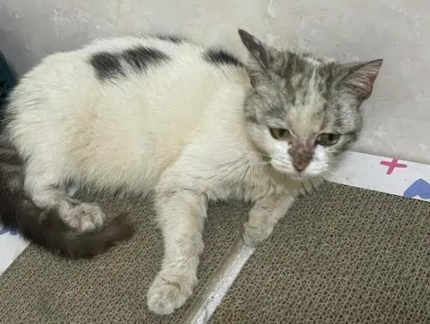 猫咪装瘸是什么情况