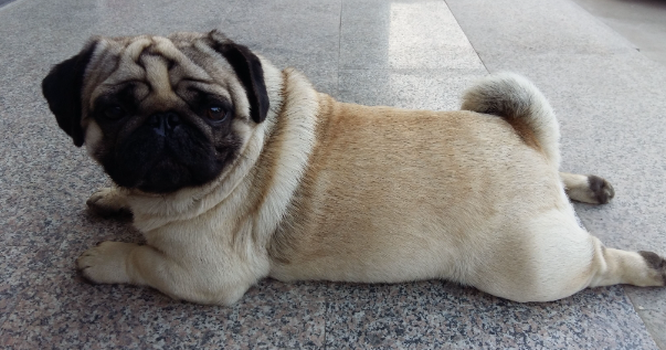 十大适合家养的大型短毛犬