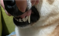 狗狗牙为什么白白的一片呢怎么回事