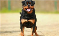 哪里能买到纯种罗威纳幼犬