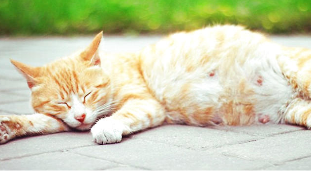 怎么刺激母猫宫缩