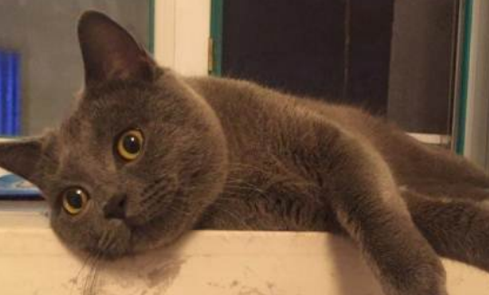 蓝猫产后护理怎么做？如何帮助猫咪尽快恢复状态！