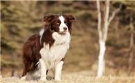 边牧算禁养犬吗