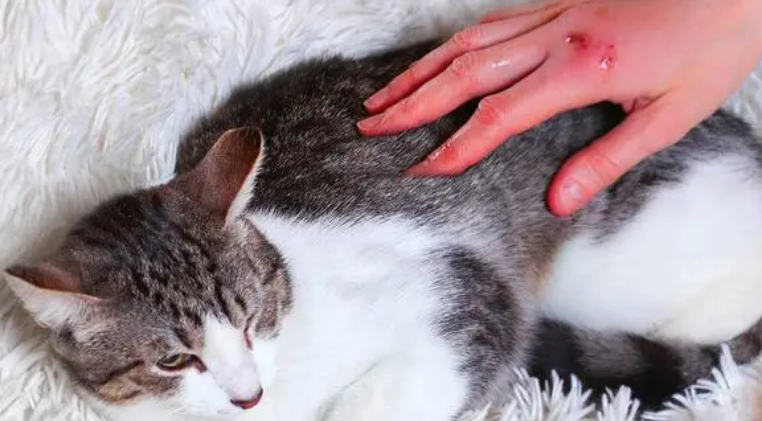 手被猫抓伤怎么处理