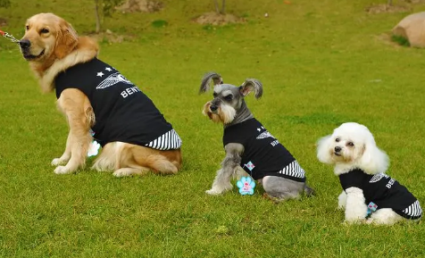 中型犬的标准尺寸