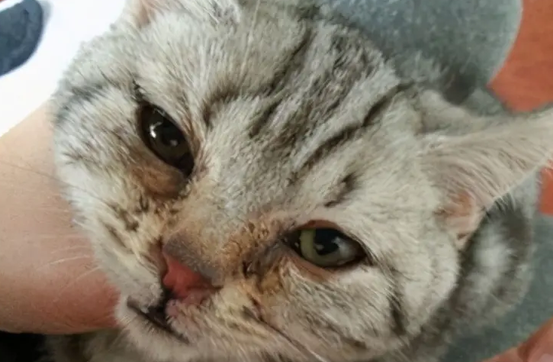 猫咪上火泪痕重怎么办 猫咪上火泪痕重怎么办