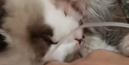 坠楼的它仍在讨好主人,可主人却留下一句:凭啥要结清费用 坠楼的它仍在讨好主人,可主人却留下一句:凭啥要结清费用