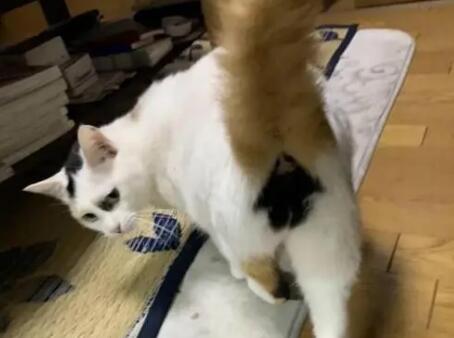 小猫拽尾巴提起来 小猫拽尾巴提起来