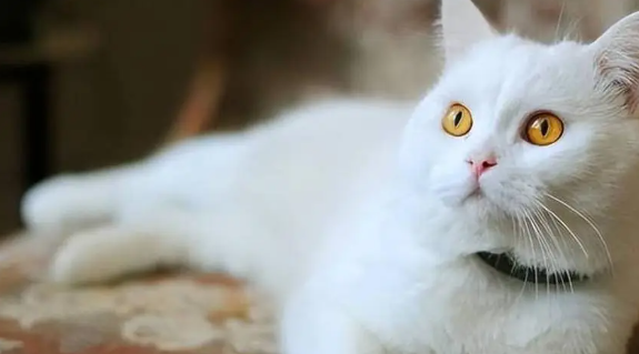 什么颜色的猫最旺财家里养