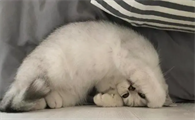 猫吃饭发出啊呜嗷呜的声音