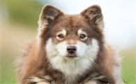 芬兰拉普猎犬性格好不好？不妨来看看吧
