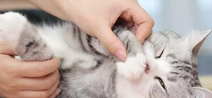 养猫脑子里会有寄生虫吗 养猫脑子里会有寄生虫吗