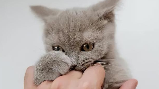 猫咪为什么会抓破手指