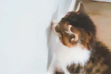 猫对着墙叫是怎么回事 猫对着墙叫是怎么回事