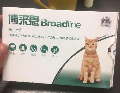 博来恩和大宠爱对比 博来恩和大宠爱对比