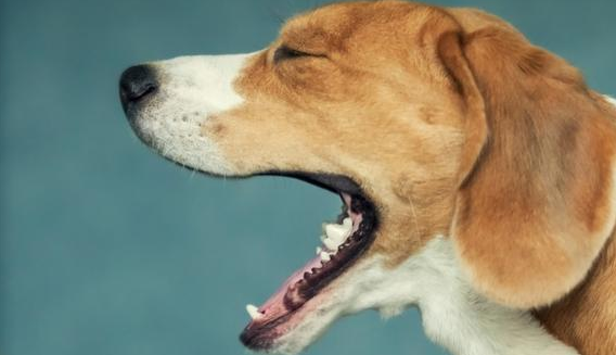 犬窝咳和普通咳嗽的区别