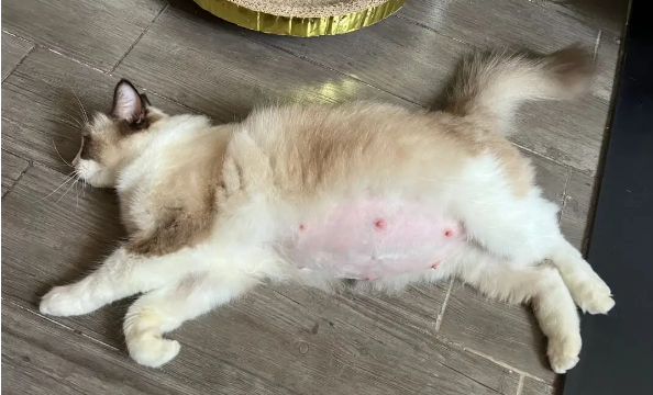 猫咪头胎很难生吗 猫咪头胎很难生吗
