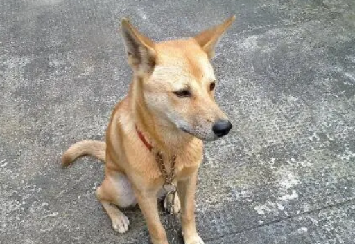 中华田园犬拉稀怎么办？很有可能是这些原因...
