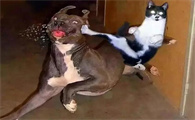 猫为什么总是打狗