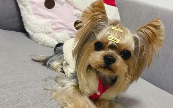 约克夏吃什么对毛发好呢?想养的铲屎官看看 约克夏吃什么对毛发好呢?想养的铲屎官看看