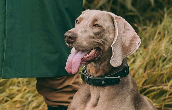 魏玛犬的优点和缺点