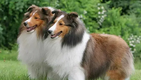 喜乐蒂牧羊犬多少钱