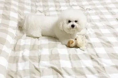 比熊感冒了吃什么药好