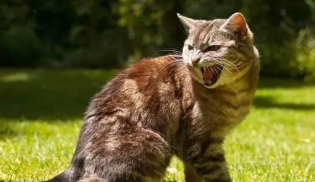 猫对主人哈气要打吗