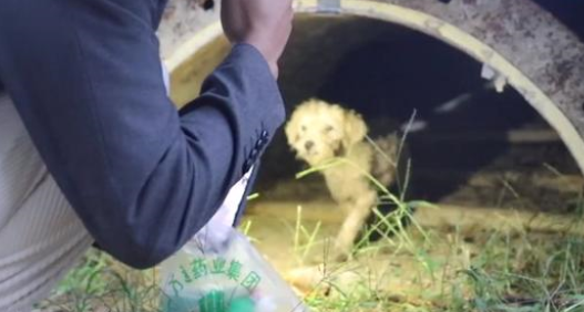 瘸腿躲在管道的它，遇喜欢的人竟主动奔赴