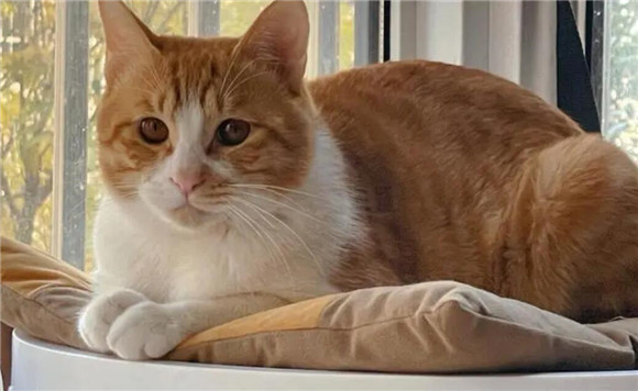 美短红虎斑和橘猫的区别?新手选猫必看哦! 美短红虎斑和橘猫的区别?新手选猫必看哦!