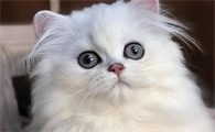 金吉拉猫智商高吗