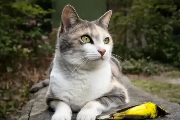 新西兰举办狩猎野猫比赛,还鼓励儿童杀野猫? 新西兰举办狩猎野猫比赛,还鼓励儿童杀野猫?