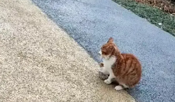 被人伤害过的流浪猫，依然选择信任人类，拖着残腿和人求助