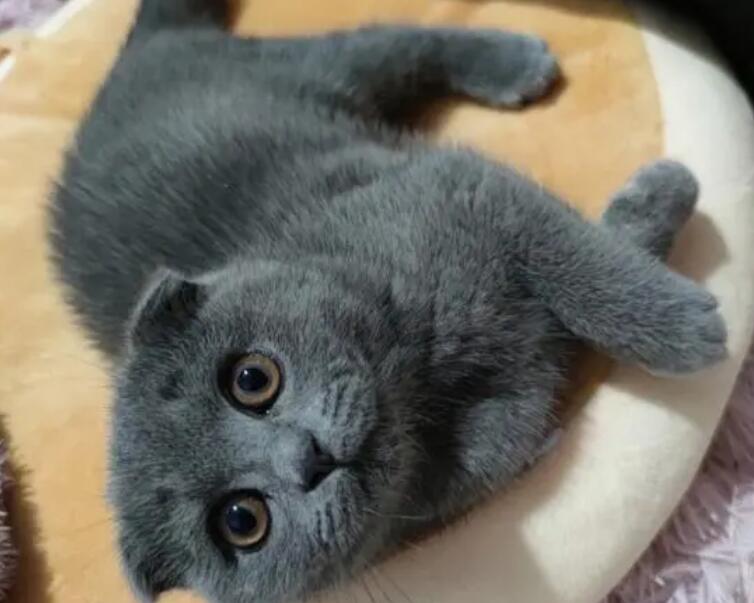 蓝猫生小猫需要接生吗?看这里! 蓝猫生小猫需要接生吗?看这里!