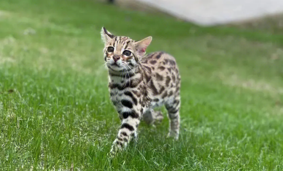 豹猫是豹子和猫杂交的吗 豹猫是豹子和猫杂交的吗