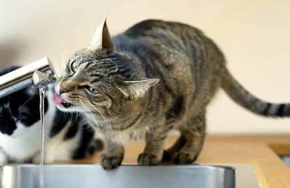 猫咪被暴打后屎都出来了的视频