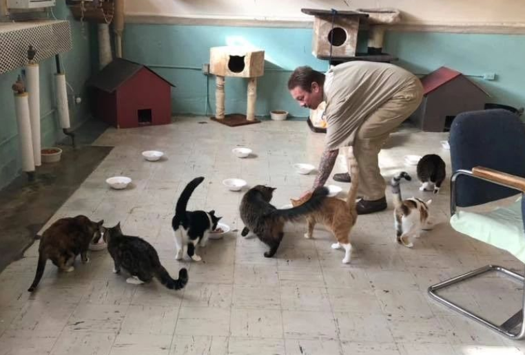 猫咪会住牢房吗为什么呢 猫咪会住牢房吗为什么呢