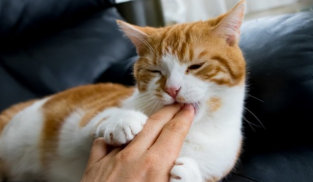 猫咪为什么老爱舔你呢