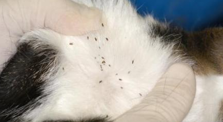 小奶猫身上的跳蚤怎么去除?做好这些工作很有必要 小奶猫身上的跳蚤怎么去除?做好这些工作很有必要