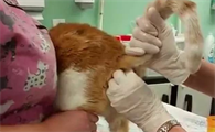 小猫多大需要挤肛门腺