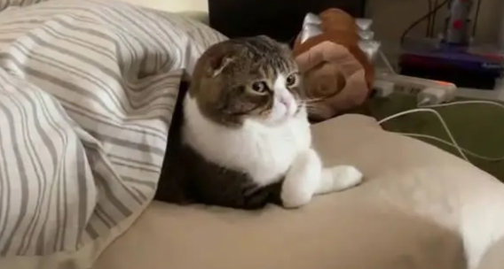 猫咪为什么帮主人踩被子呢