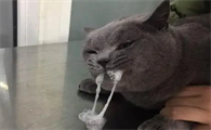 小猫吐白沫拉稀是怎么回事