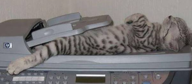 在哪里都能睡着的猫咪，网友：主子的心是真的大！