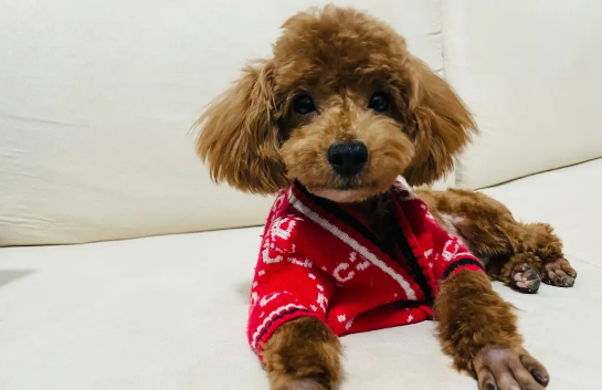 泰迪狗狗为什么耳朵通红