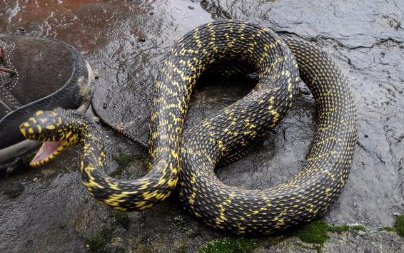 中国目前发现最大王锦蛇