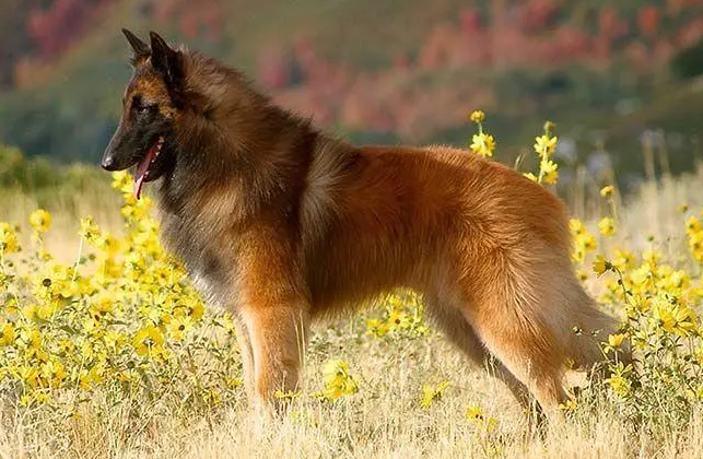 比利时牧羊犬幼犬怎么喂？你学会了吗？