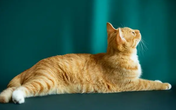 什么属相的人不能养猫 什么属相的人不能养猫
